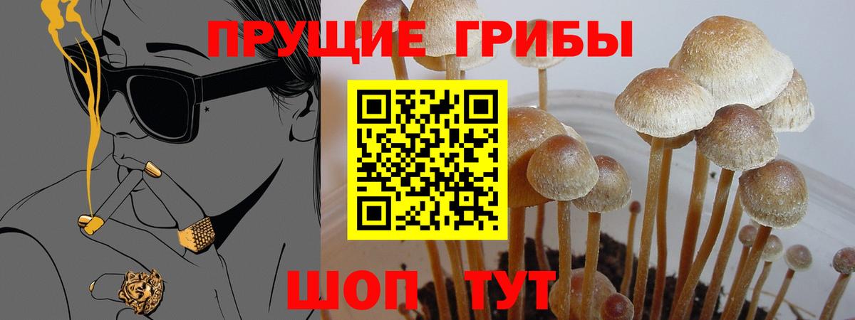 Галлюциногенные грибы Psilocybe Канаш